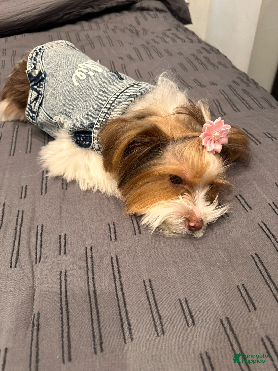 Yorkshire Terrier dogs for sale: Yorkshire Terrier Puppy 1 - Ad 2