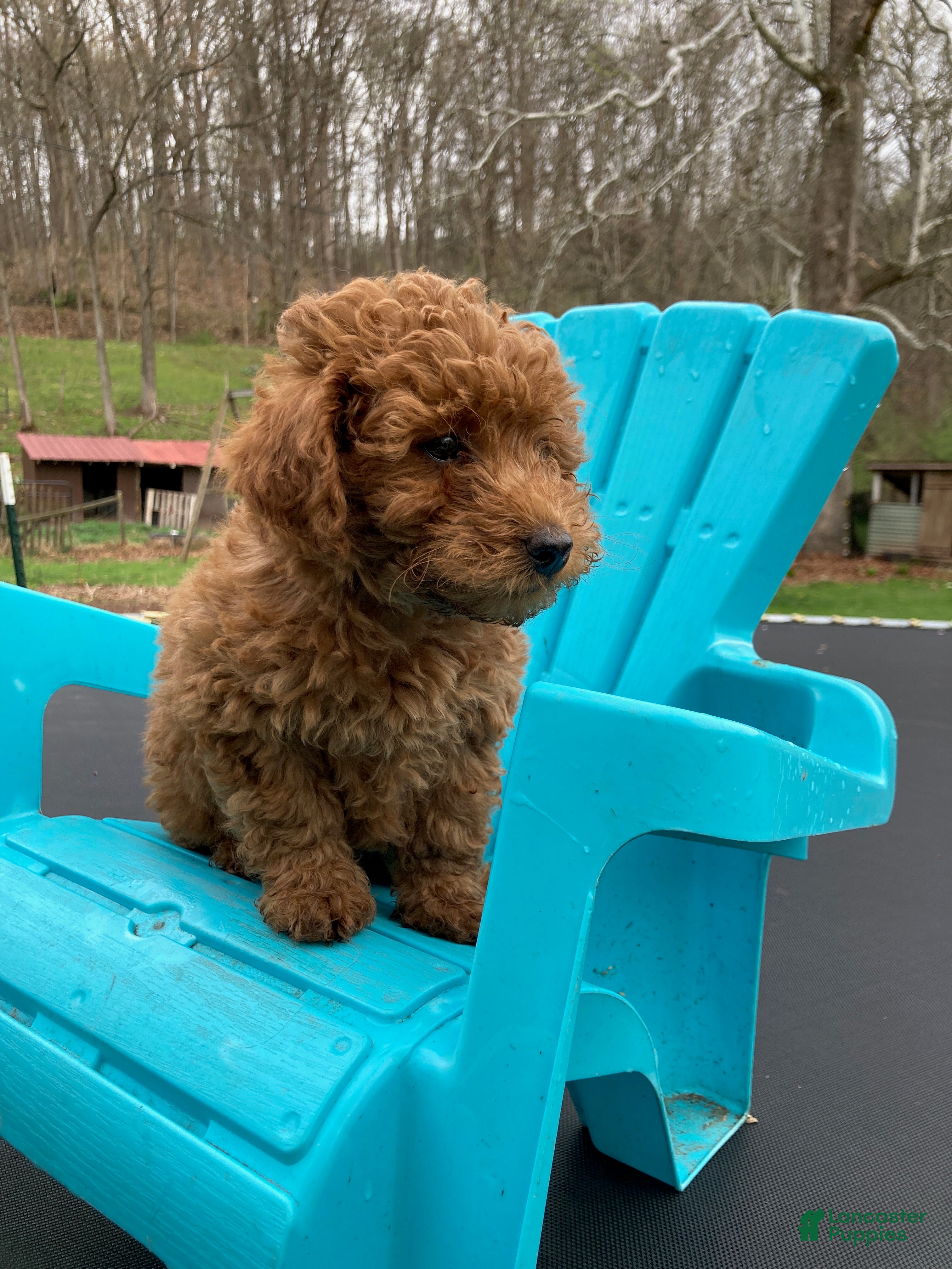 Miniature Poodle dogs Blaze - Ad 2