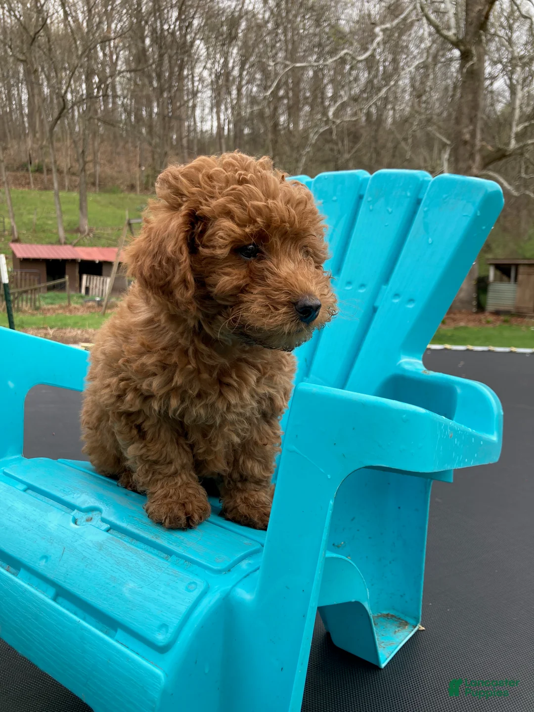 Miniature Poodle dogs for sale: Blaze - Ad 2