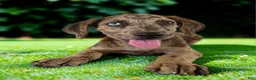 Catahoula Leopard Dog dogs for sale: Tigger 2026 Female 3 - Ad 18