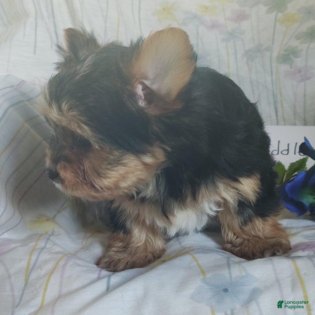 Yorkshire Terrier dogs for sale: Yorkshire Terrier Puppy 1 - Ad 2