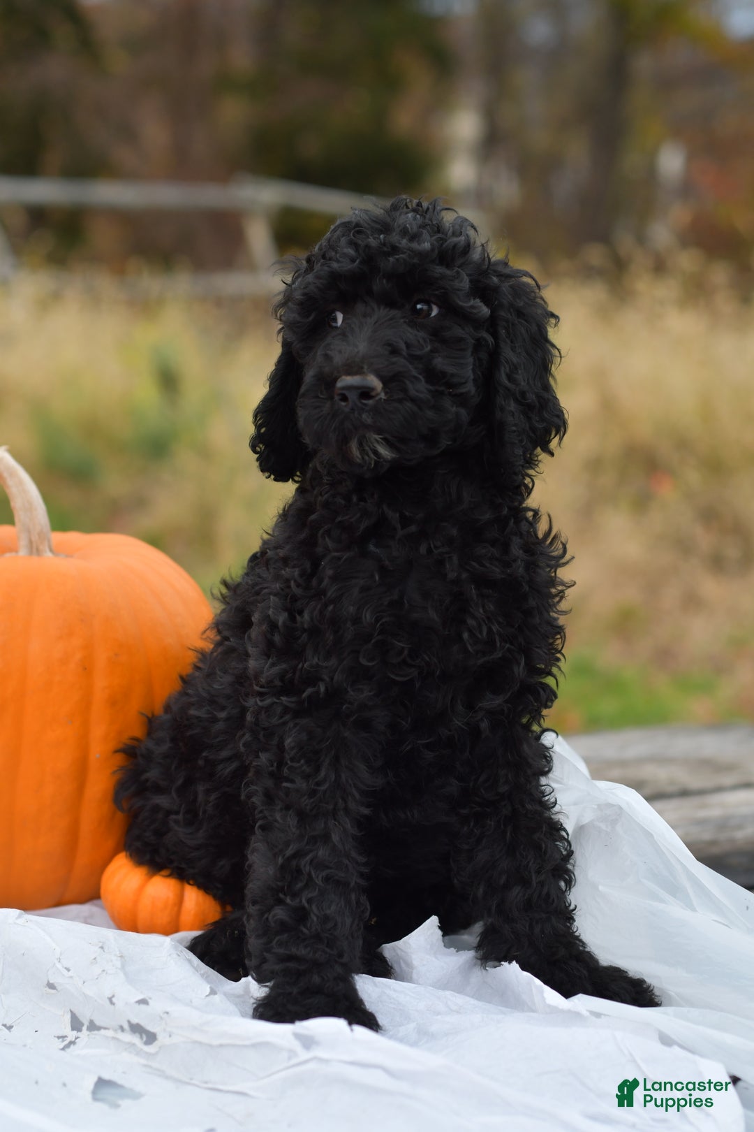 Standard Poodle dogs for sale: Clover - Ad 5