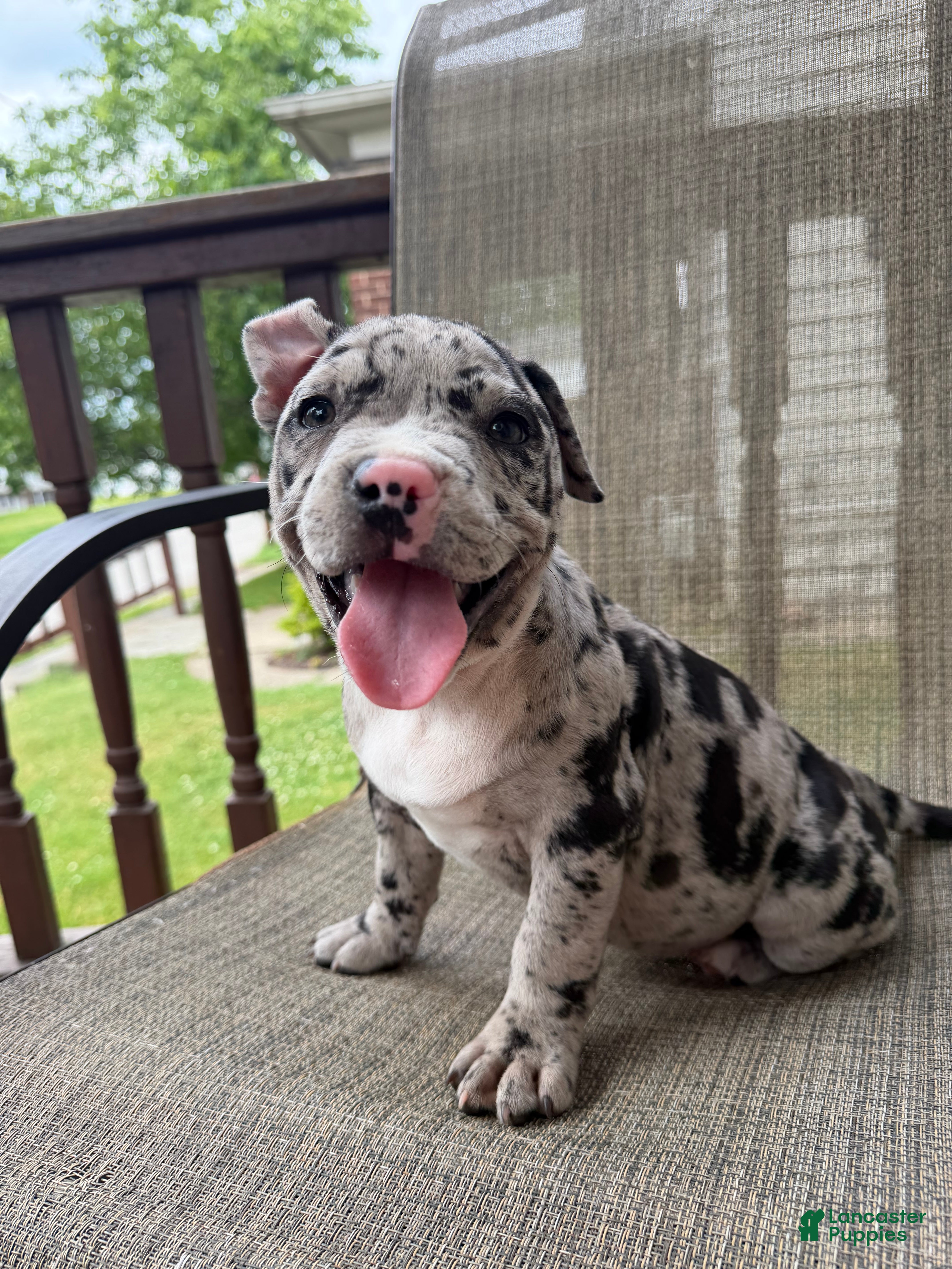 American Bully dogs Hera - Ad 1