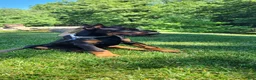 Doberman Pinscher dogs for sale: BALOR - Ad 2