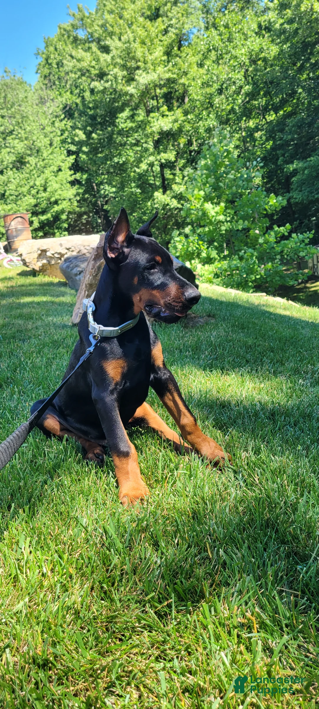 Doberman Pinscher dogs for sale: BALOR - Ad 2