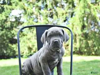 Cane Corso dogs - Ad 20