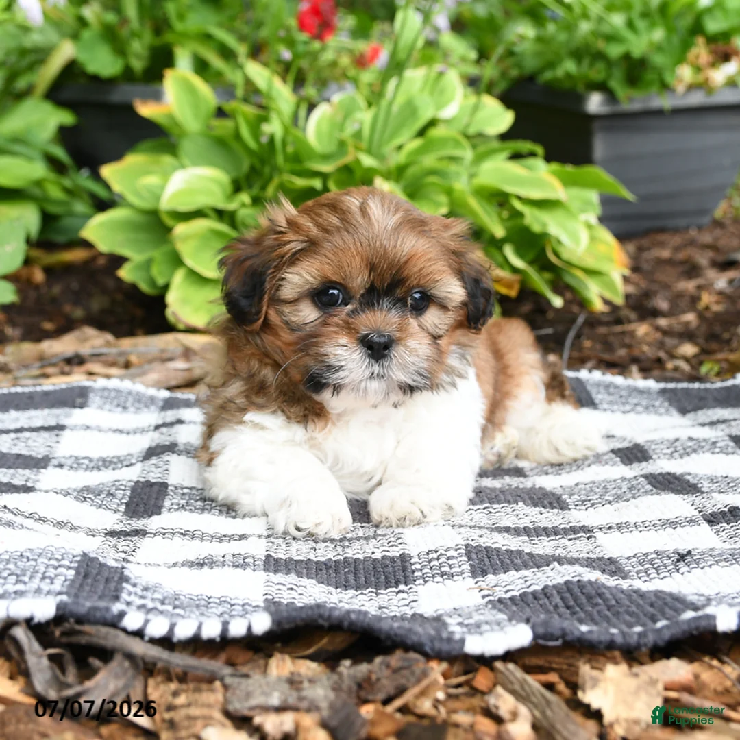Shih Tzu dogs for sale: Bramble - Ad 2