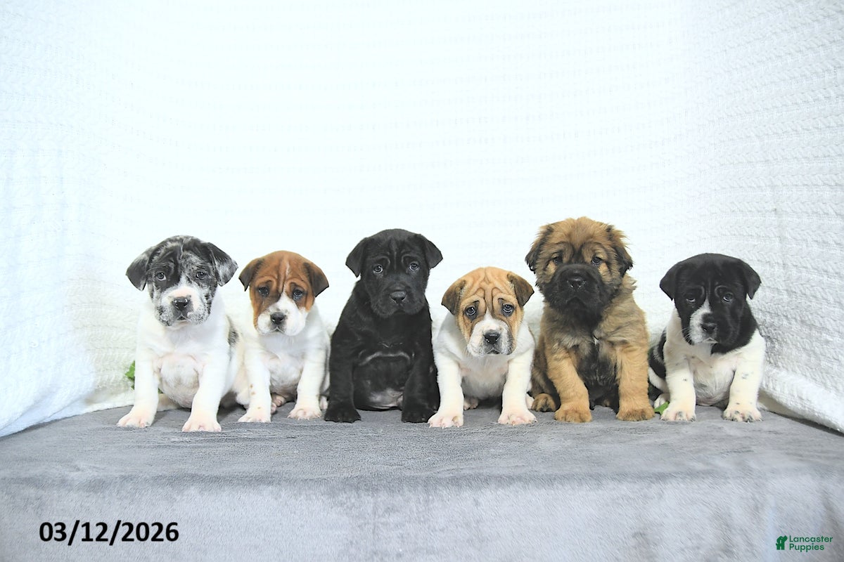 Mini Hippo dogs Cindy - Ad 2