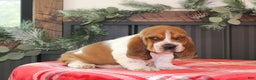 Basset Hound dogs for sale: Cinnamon - Ad 2