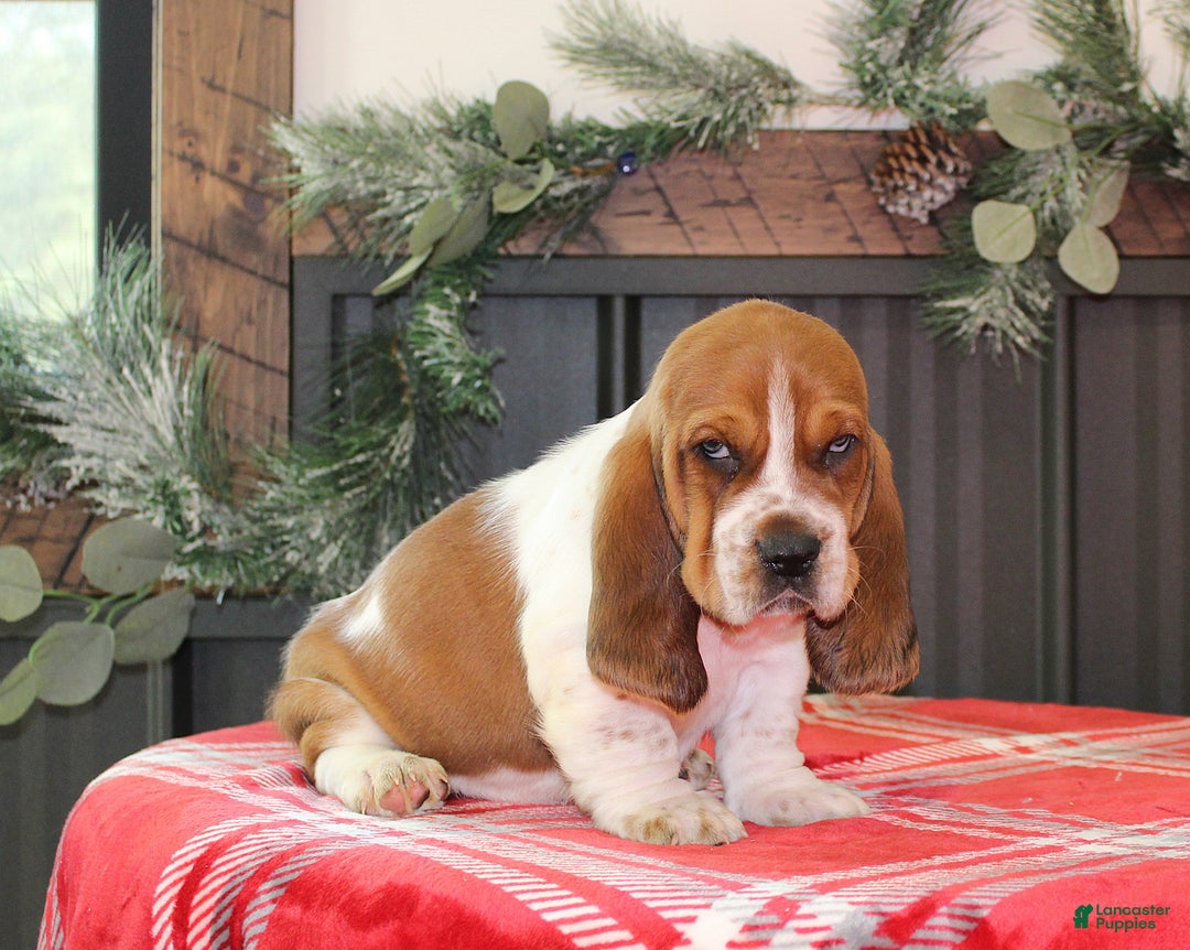 Basset Hound dogs for sale: Cinnamon - Ad 2