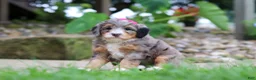 Mini Bernedoodle dogs for sale: Margarita - Ad 7