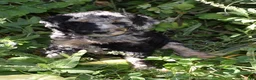 Standard Poodle dogs for sale: Standard Poodle 10 Blue Merle - Ad 1