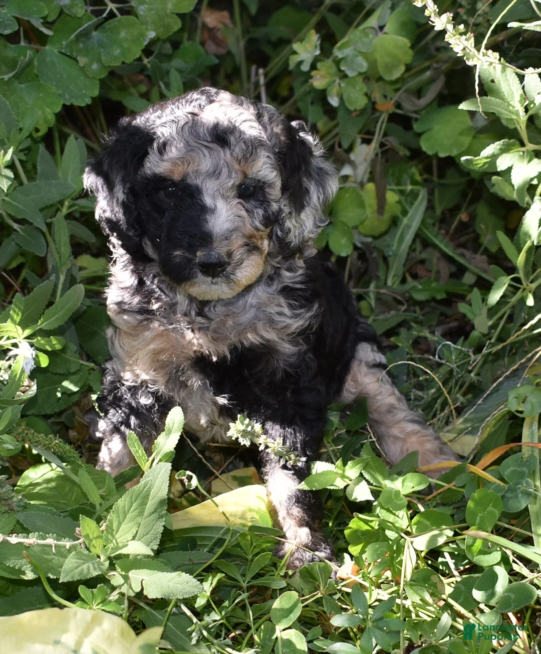 Standard Poodle dogs for sale: Standard Poodle 10 Blue Merle - Ad 1