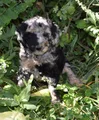 Standard Poodle 10 Blue Merle