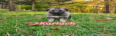 Karlach 