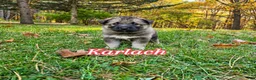 Gerberian Shepsky dogs for sale: Karlach  - Ad 1