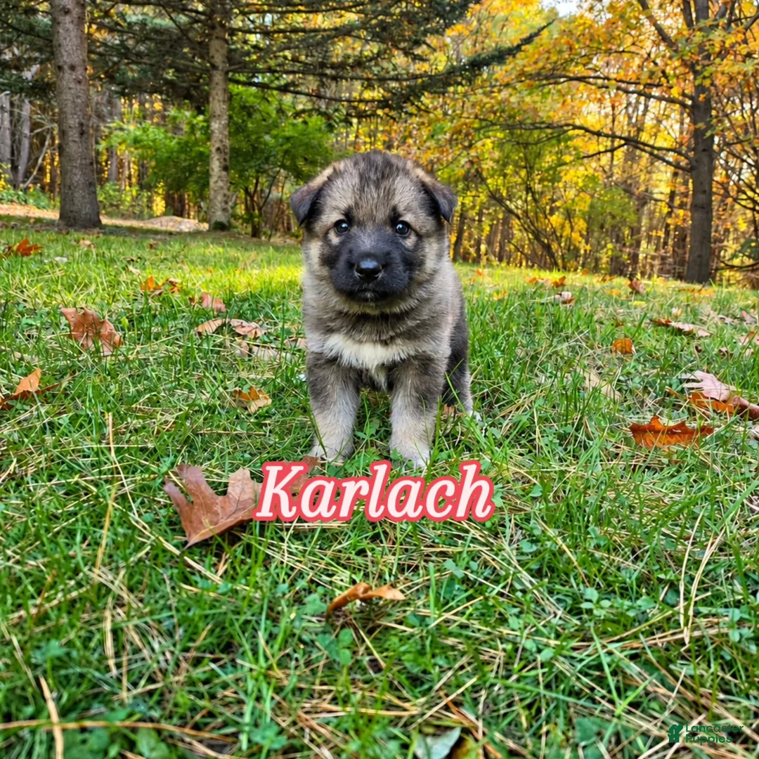 Gerberian Shepsky dogs for sale: Karlach  - Ad 1