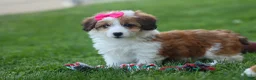 Corgipoo dogs for sale: NALA - Ad 15
