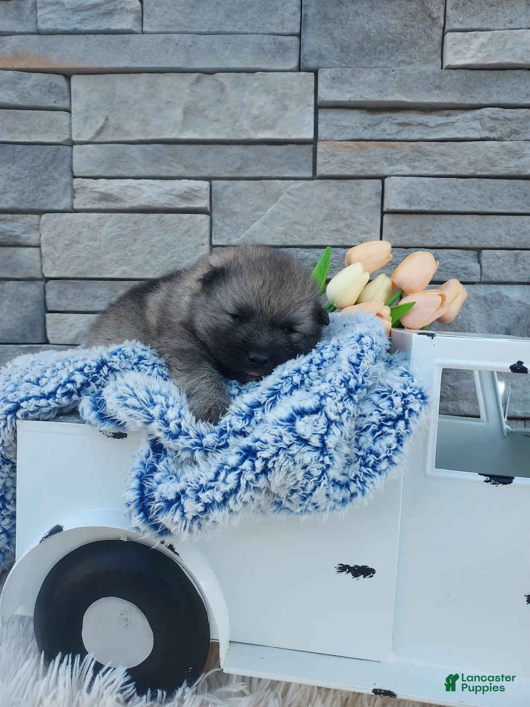 Keeshond dogs for sale: Austin - Ad 1