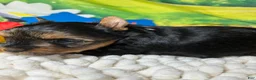 Yorkshire Terrier dogs for sale: Yorkshire Terrier Puppy 2 - Ad 2