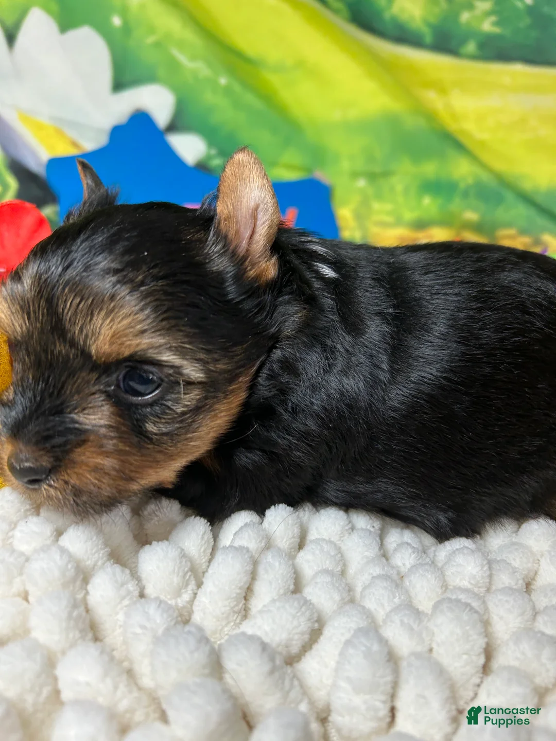 Yorkshire Terrier dogs for sale: Yorkshire Terrier Puppy 2 - Ad 2