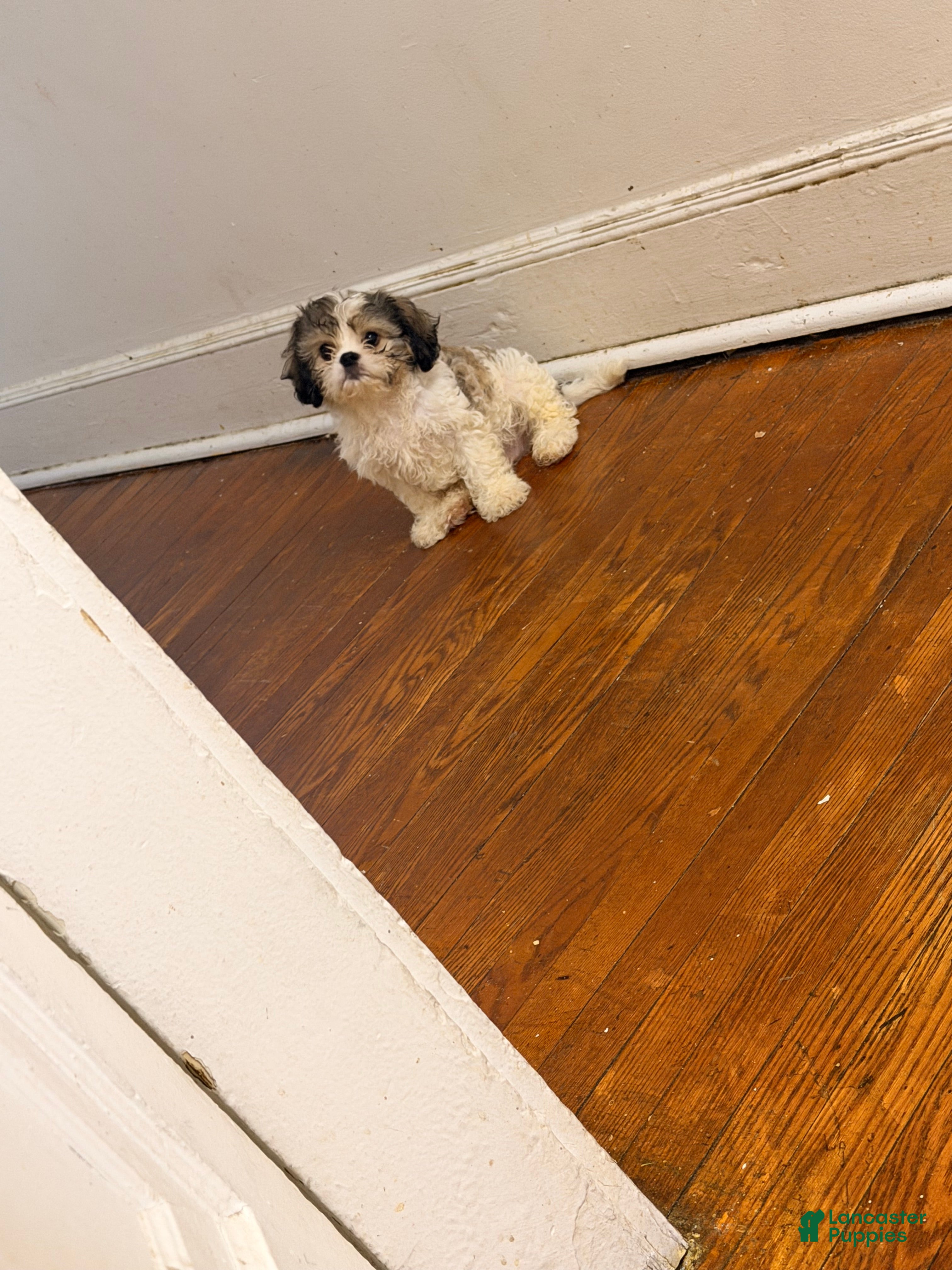 Mixed Breed dogs for sale: Mixed Breed Puppy 2 - Ad 1