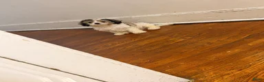 Mixed Breed Puppy 2