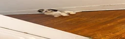 Mixed Breed dogs for sale: Mixed Breed Puppy 2 - Ad 1