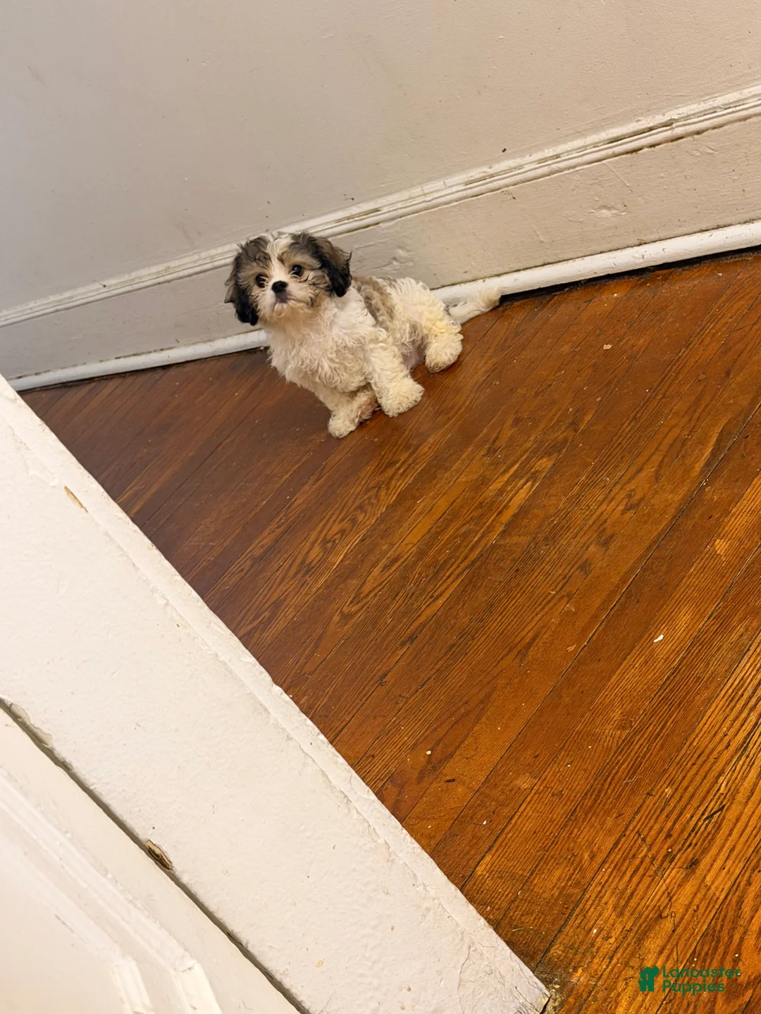 Mixed Breed dogs for sale: Mixed Breed Puppy 2 - Ad 1