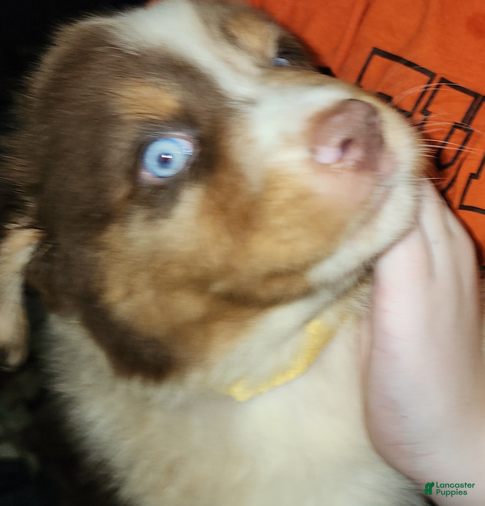 Australian Shepherd dogs Charlie - Ad 2