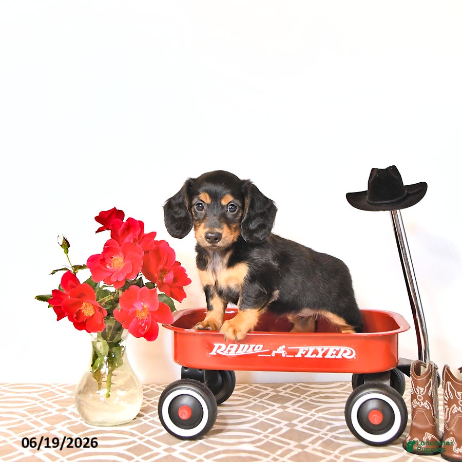 Miniature Dachshund dogs Sharri - Ad 2