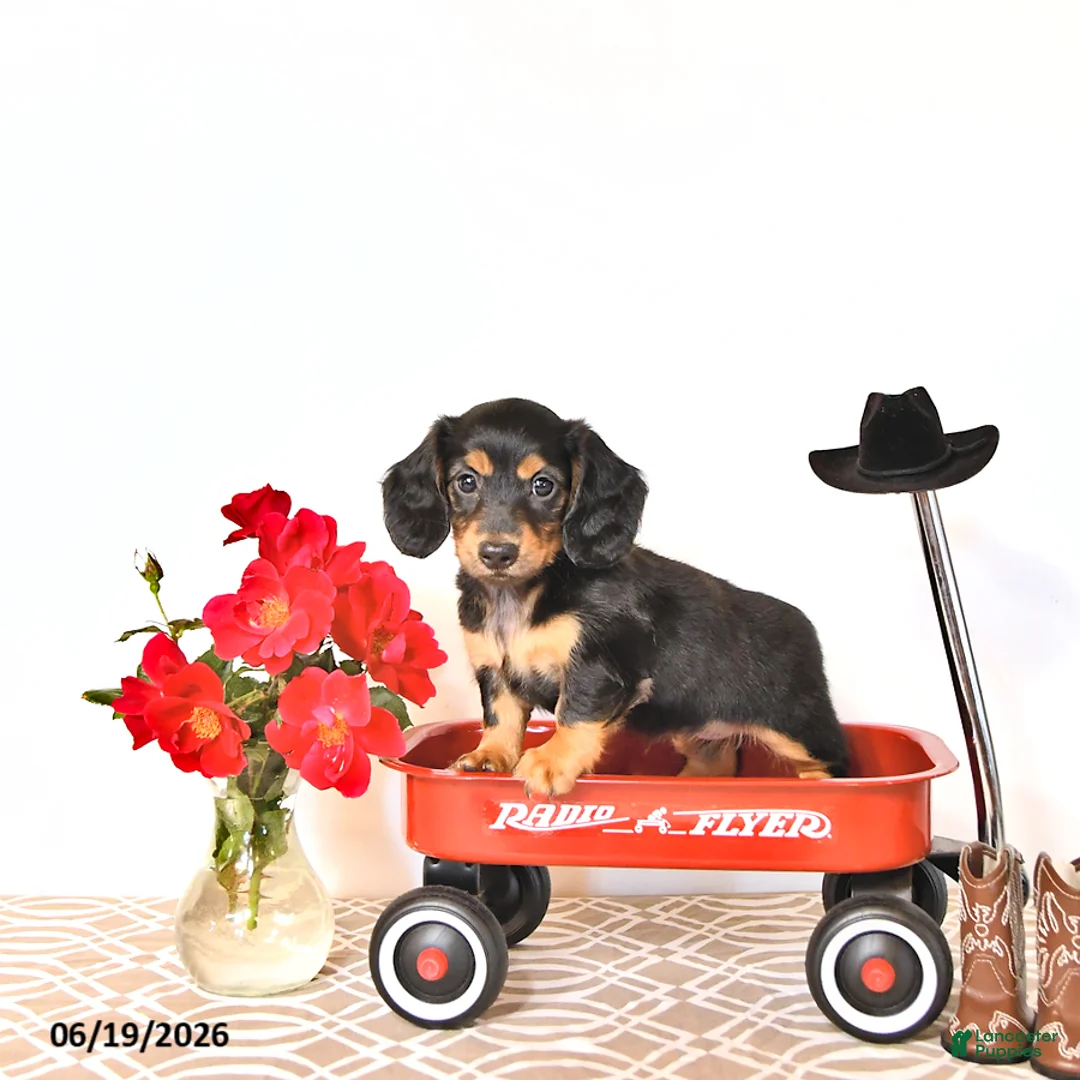 Miniature Dachshund dogs for sale: Sharri - Ad 2