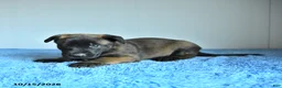Belgian Malinois dogs for sale: Archer - Ad 3