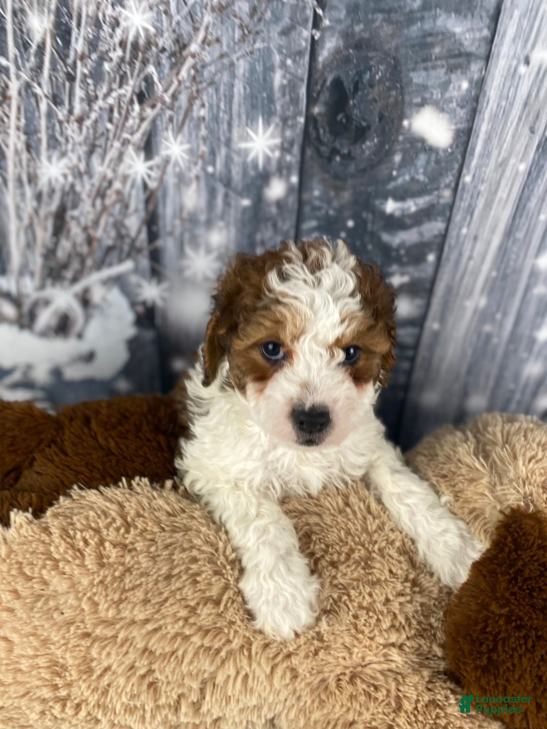Cavapoo dogs for sale: Colt - Ad 7