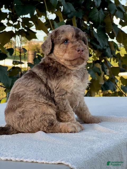 Aussiedoodle dogs Amber Miniature Aussiedoodle  - Ad 2