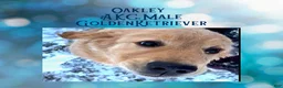 Golden Retriever dogs for sale: Oakley, Golden Retriever, Male - Ad 1