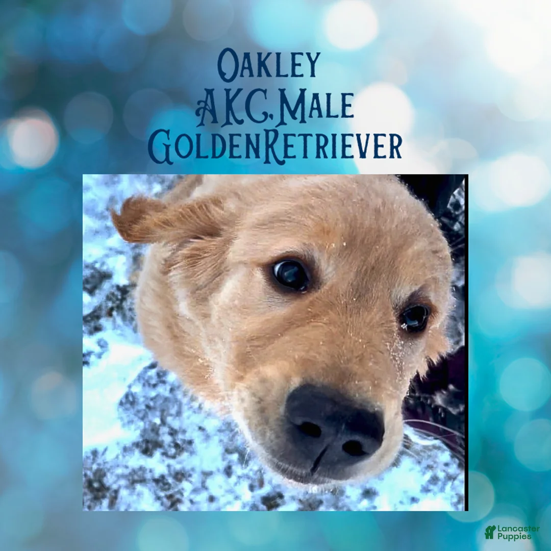 Golden Retriever dogs for sale: Oakley, Golden Retriever, Male - Ad 1