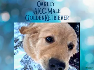 Golden Retriever dogs Oakley, Golden Retriever, Male - Ad 5