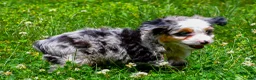 Mini Aussiedoodle dogs for sale: Gunner - Ad 6