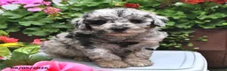 Miniature Poodle dogs for sale: Candy  - Ad 8