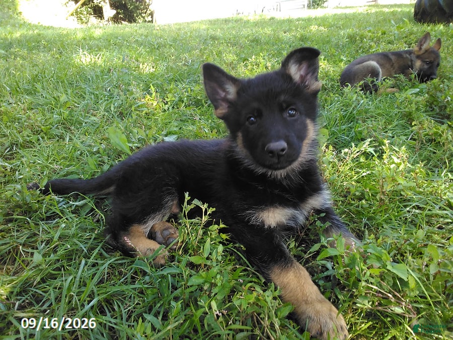 German Shepherd dogs Riley - Ad 1
