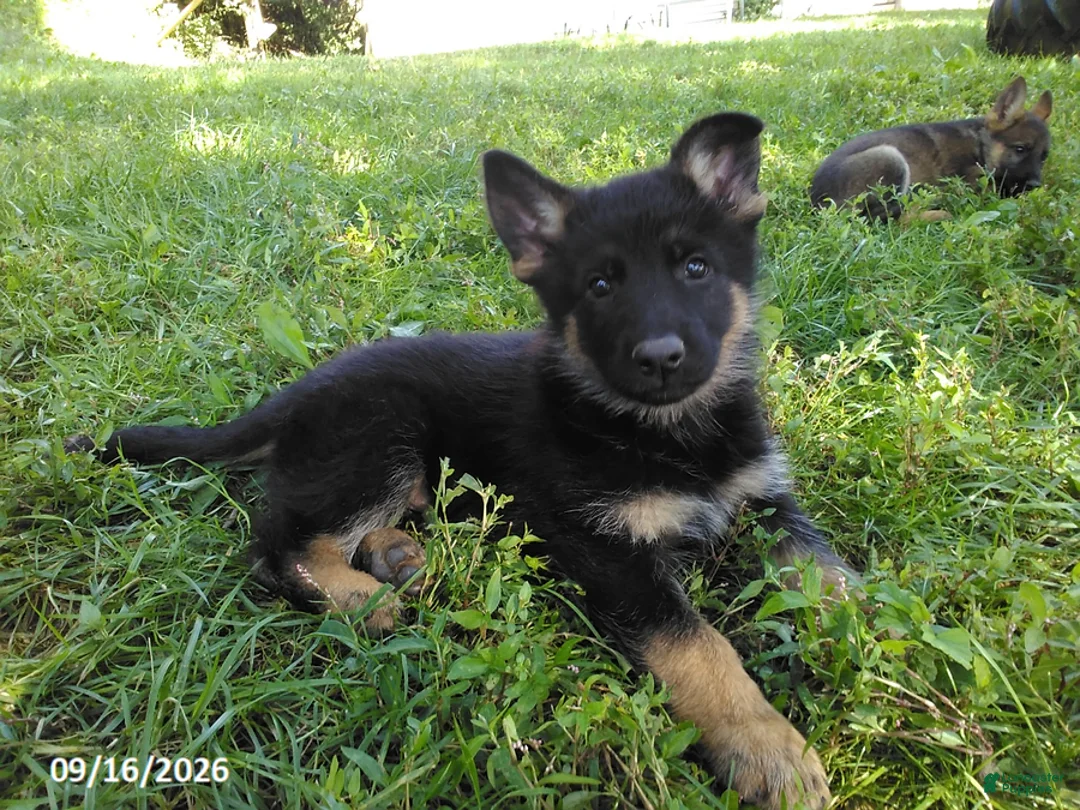 German Shepherd dogs for sale: Riley - Ad 1