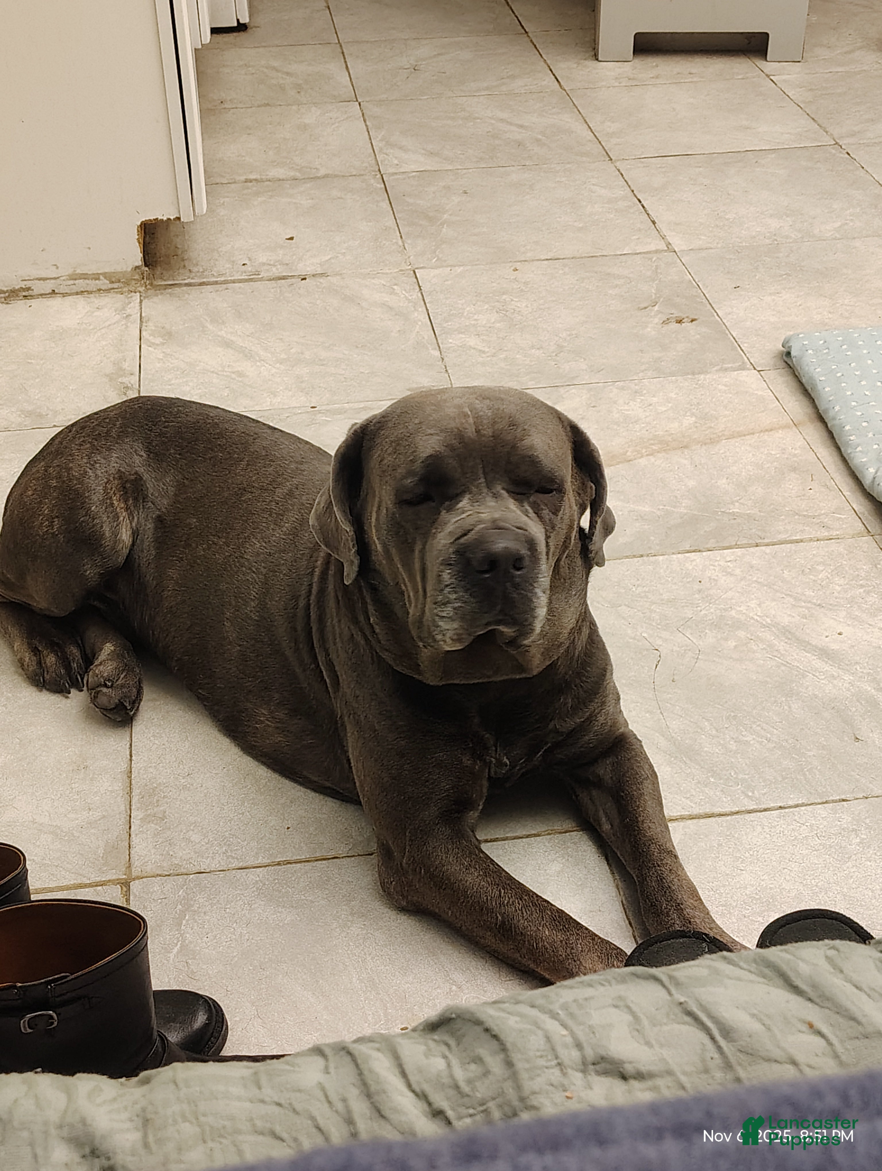 Cane Corso dogs Cane Corso Puppy 1 - Ad 2