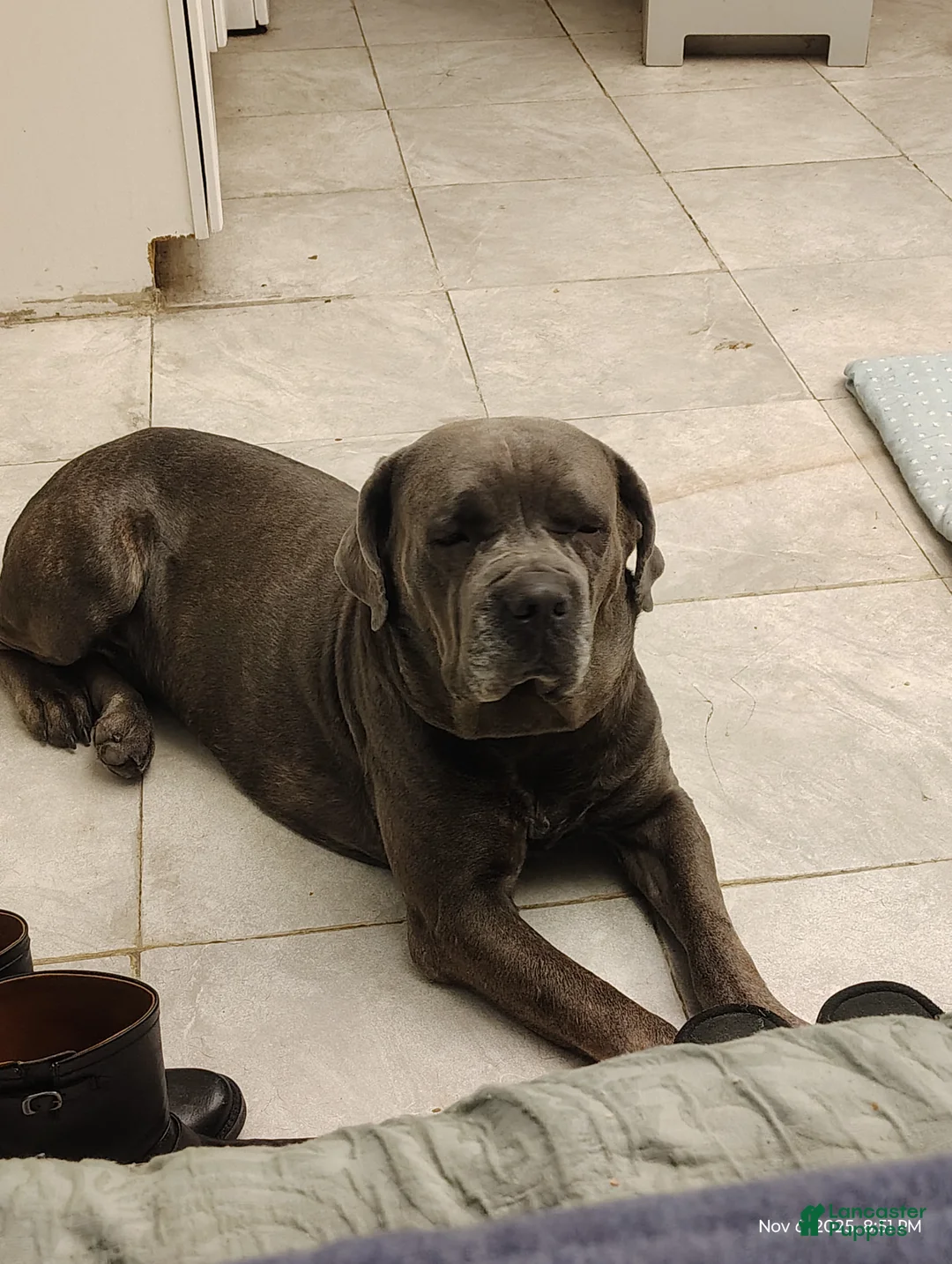 Cane Corso dogs for sale: Cane Corso Puppy 2 - Ad 2