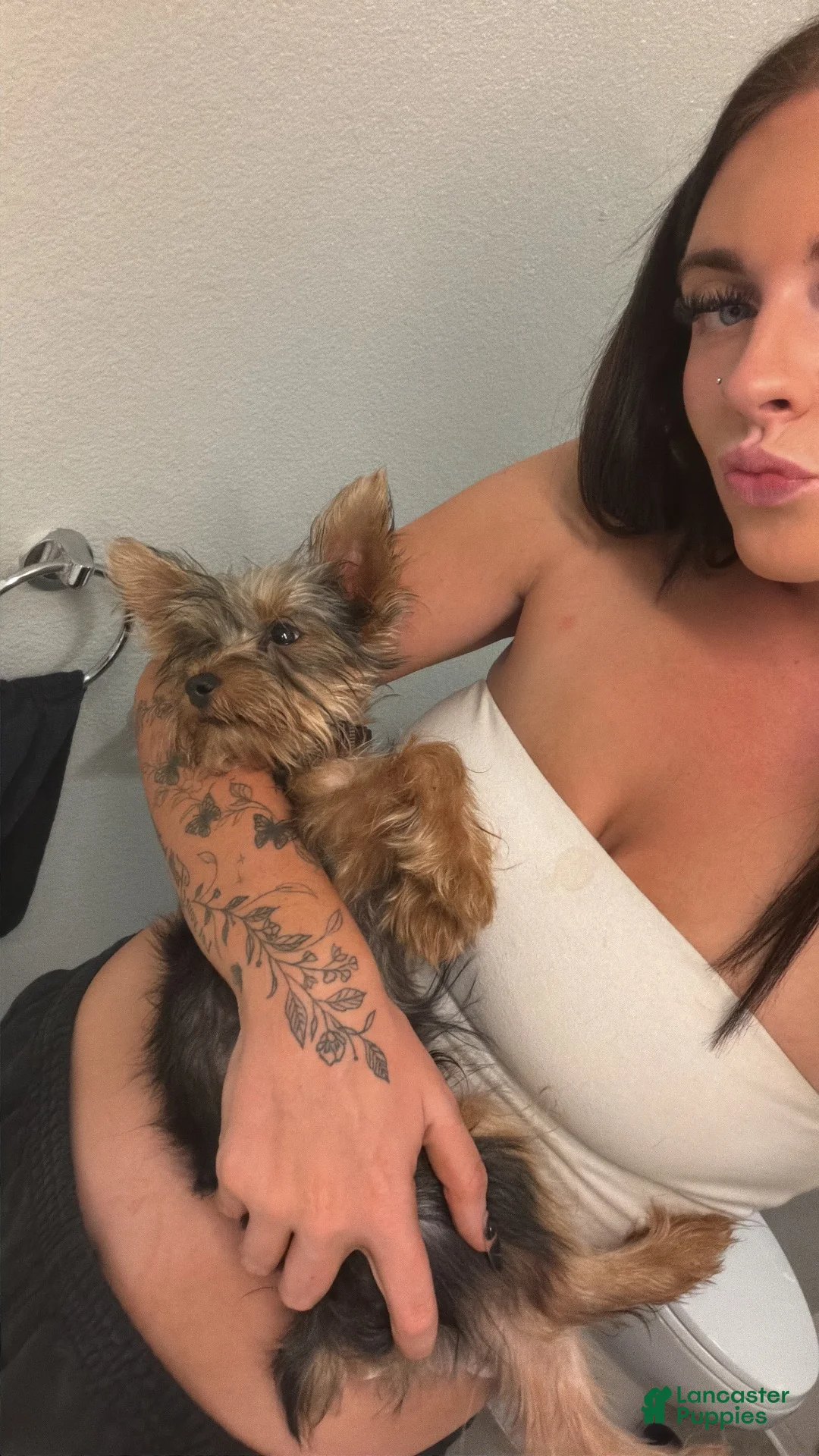 Yorkshire Terrier dogs for sale: Yorkshire Terrier 1 - Ad 5