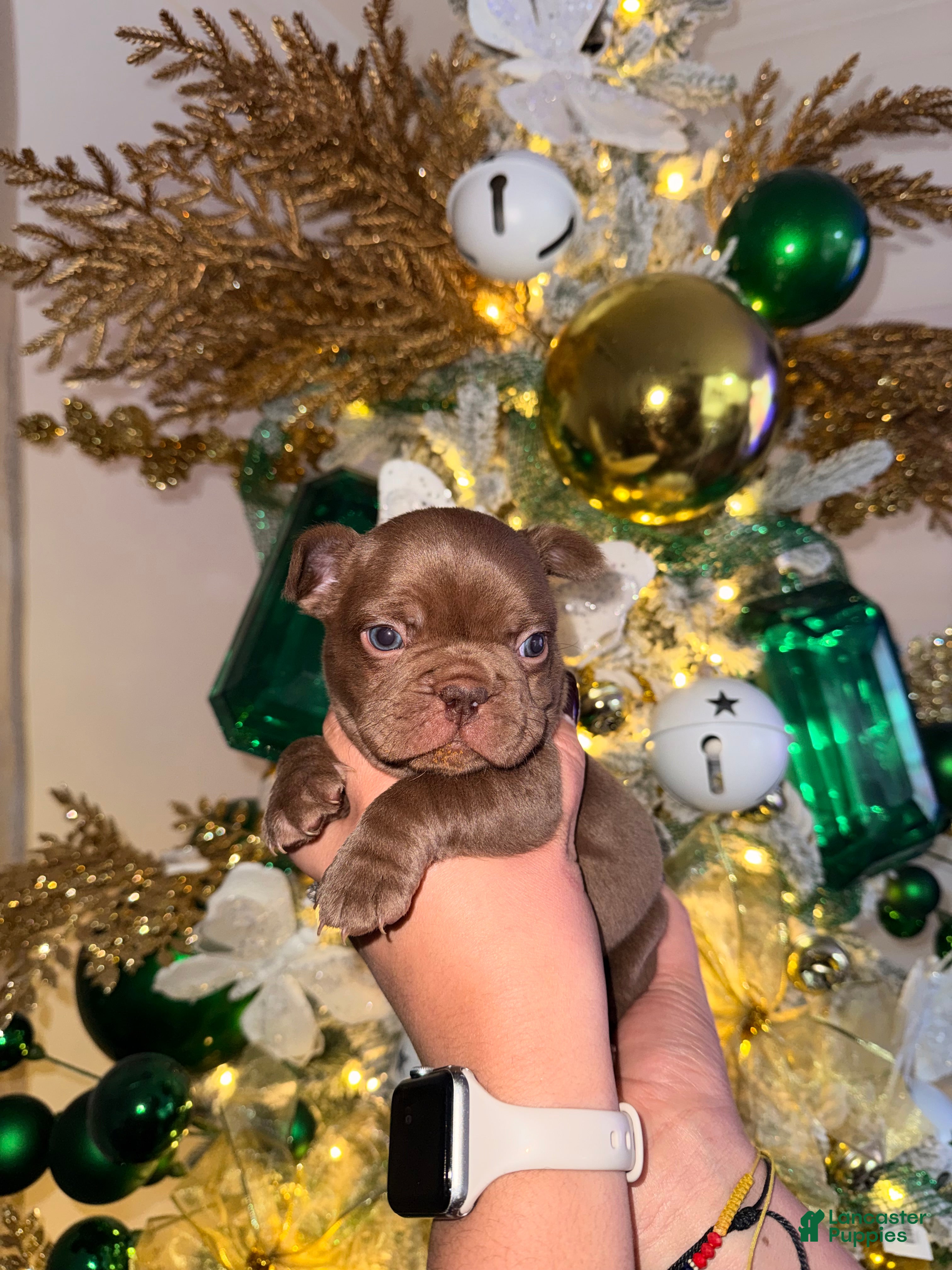 French Bulldog dogs French Bulldog Puppy 1 - Ad 6