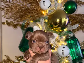 French Bulldog dogs French Bulldog Puppy 1 - Ad 3