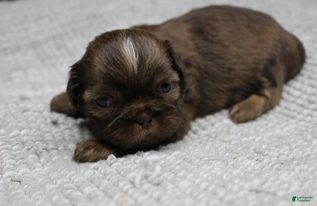 Shih Tzu dogs for sale: Hershey - Ad 2