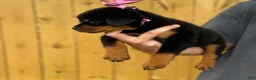 Rottweiler dogs for sale: GINNY - Ad 4