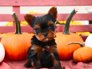 Yorkshire Terrier dogs - Ad 38